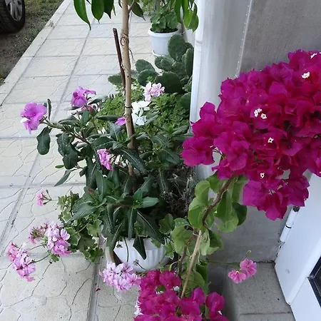 Kamelia 4* 阿赫托波尔