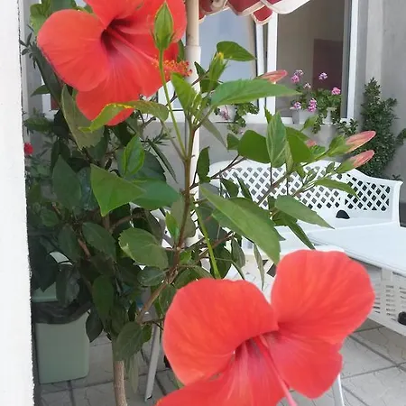 Kamelia 4* 阿赫托波尔