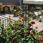 камелия