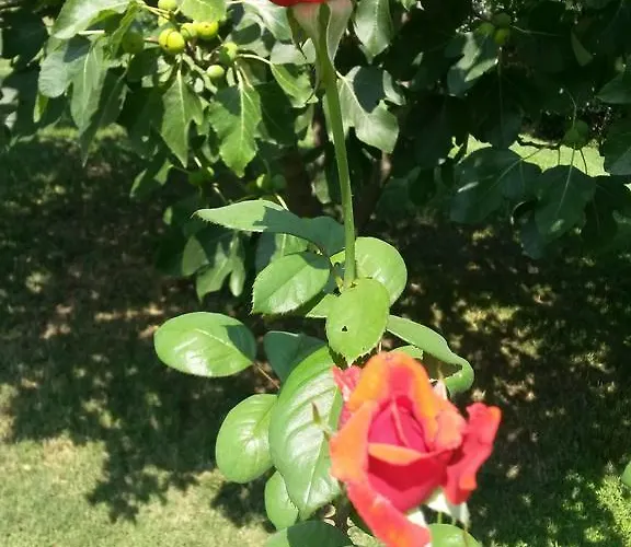 Kamelia Maison d'hôtes