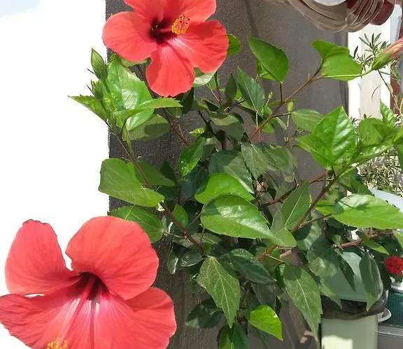 Maison d'hôtes Kamelia